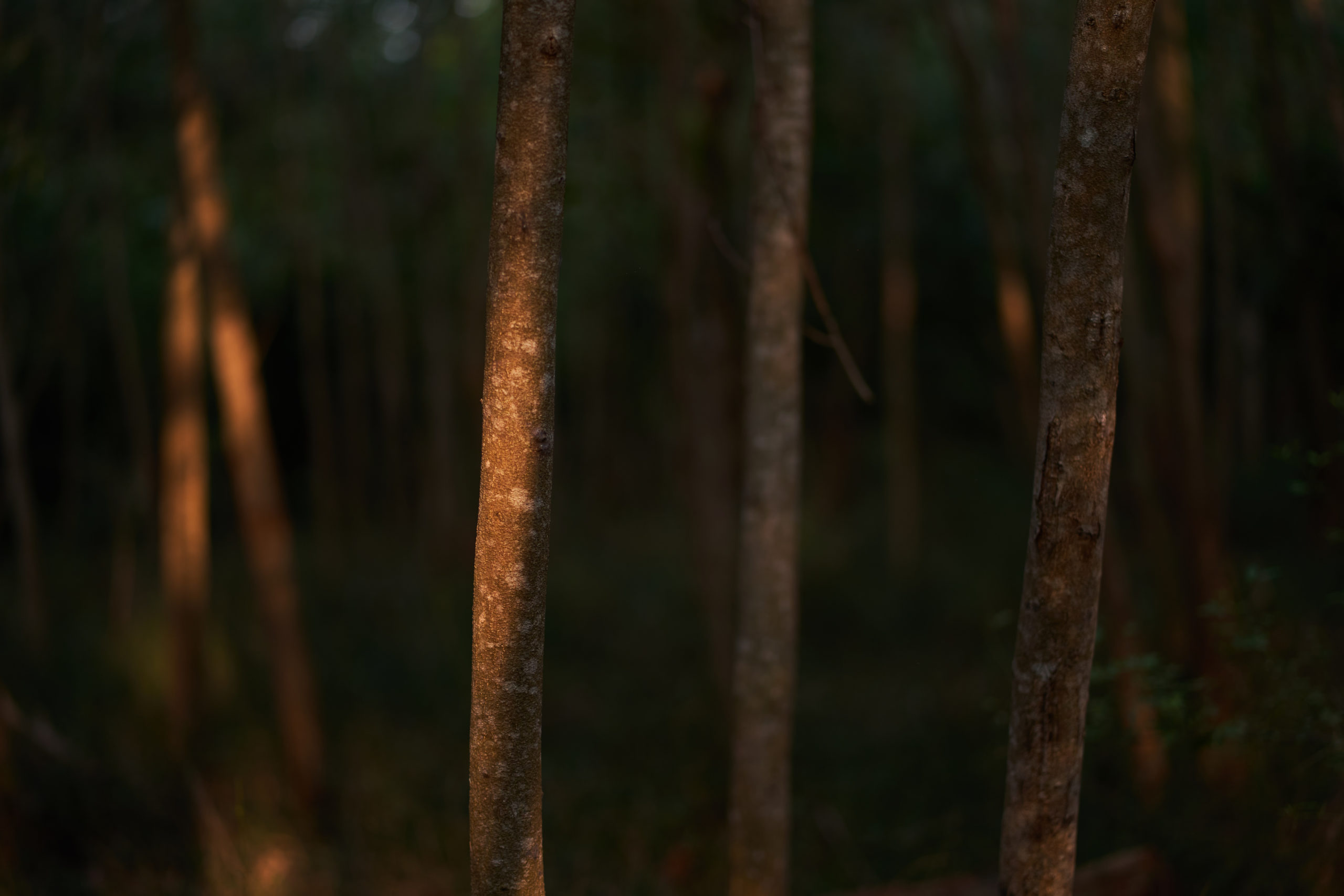 Gain an insight on how desertification can be reversed through an actual living example. Learn about approaches and ways to grow your own forest and create an ecosystem that supports diverse flora and fauna.