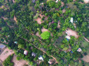 Learn about trees in the urban landscape and their role in reversing the climate crisis we are currently collectively experiencing. Acquire knowledge of practices that will help you grow and nurture trees in an urban setting.